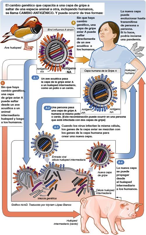 Resultado de imagen de esquema contagio del virus de la gripe